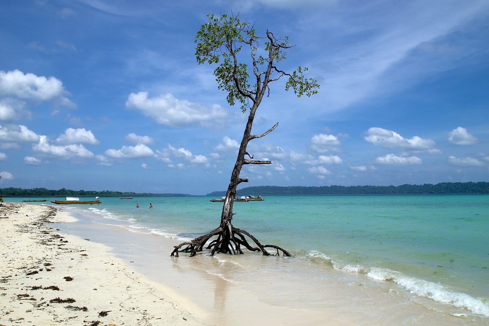 A lone mangrove tree on the white sand of Havelock Island, turquoise shallows behind it