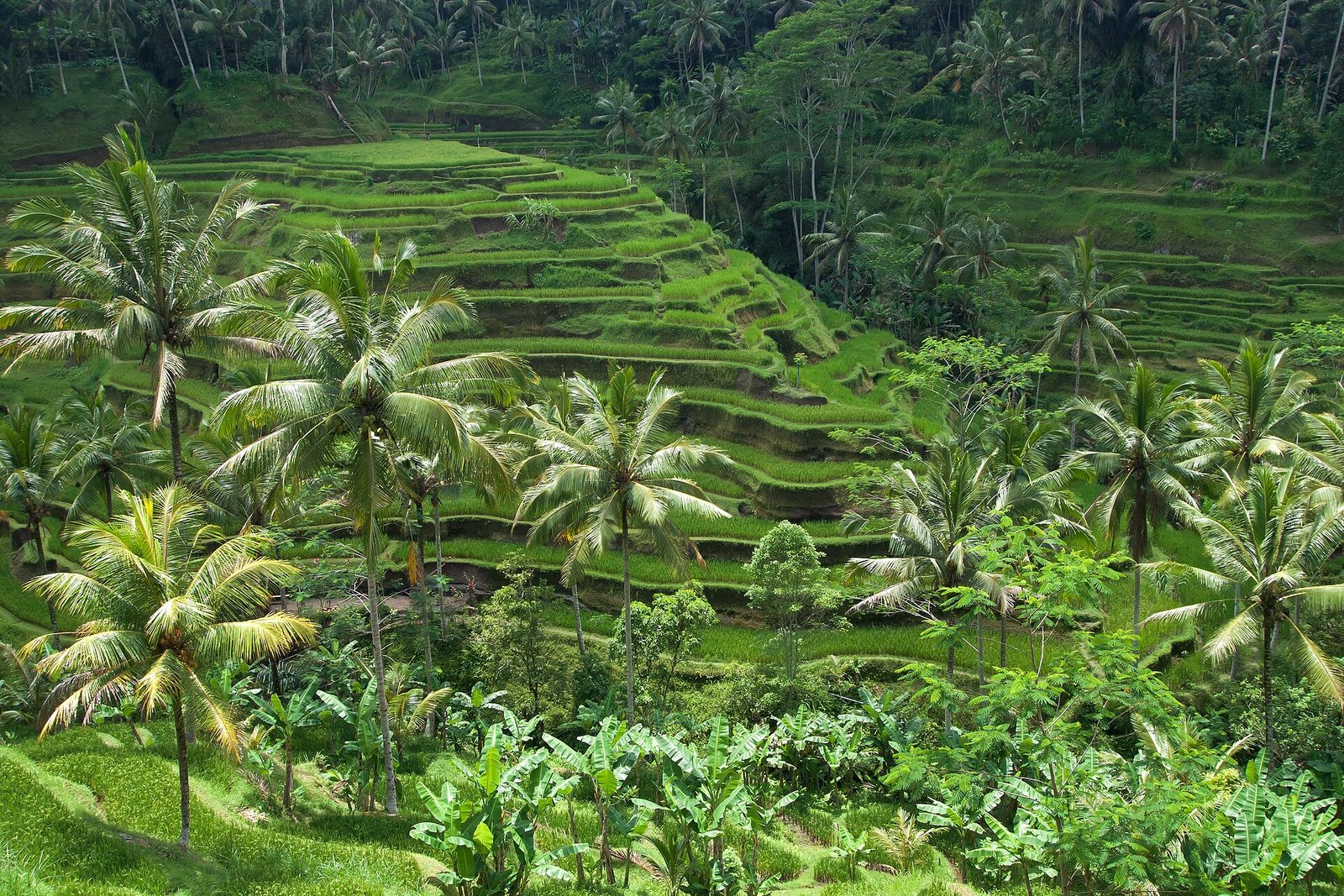 Terraced rice paddies stepping down a palm-covered hillside in Bali