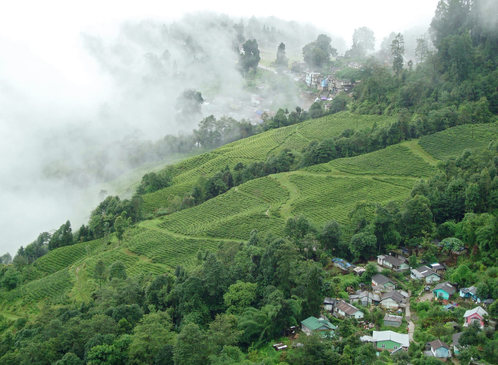 Cloud rolling over terraced tea bushes and a hillside village below Darjeeling