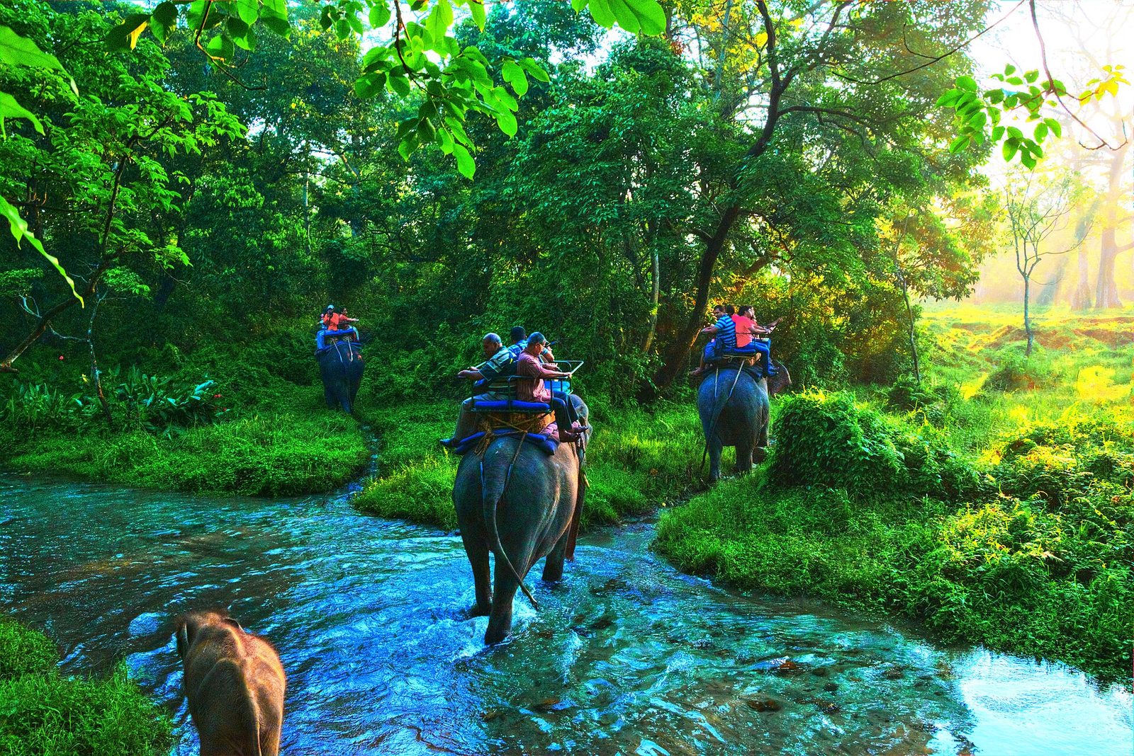 Elephants carrying safari riders through a shallow forest stream at Jaldapara