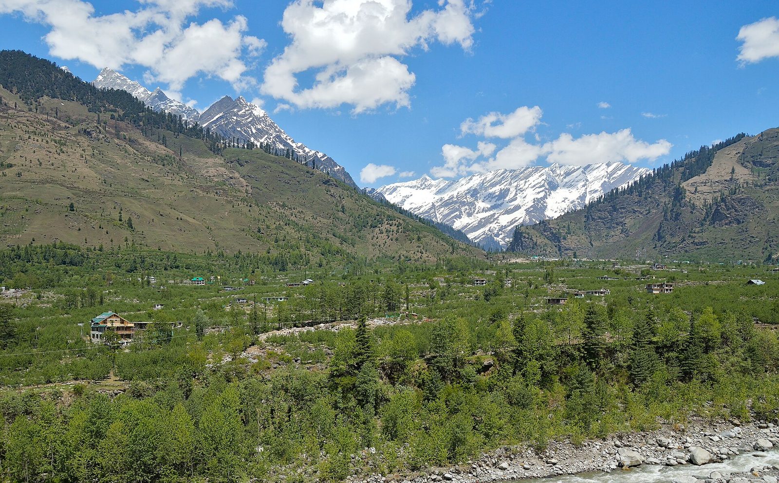 The Beas valley near Manali, pine slopes running up to snow-covered Himalayan peaks