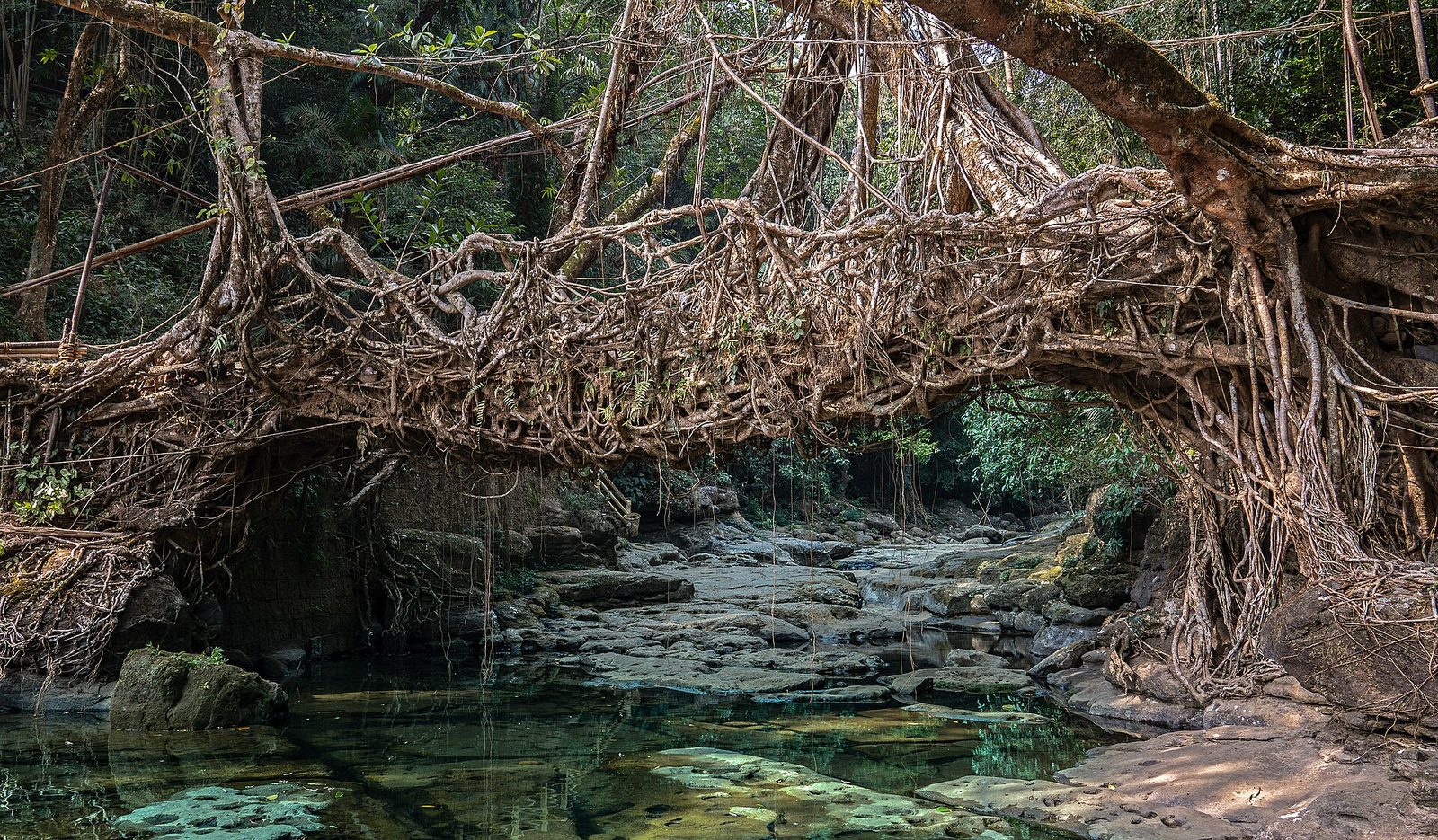 A living root bridge of woven tree roots spanning a clear stream in Meghalaya