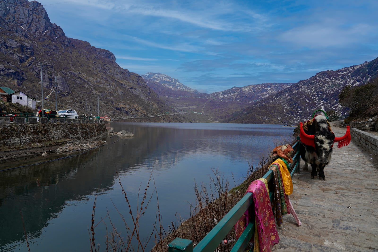 A decorated yak standing on the walkway beside the still water of Tsomgo Lake, bare mountains behind