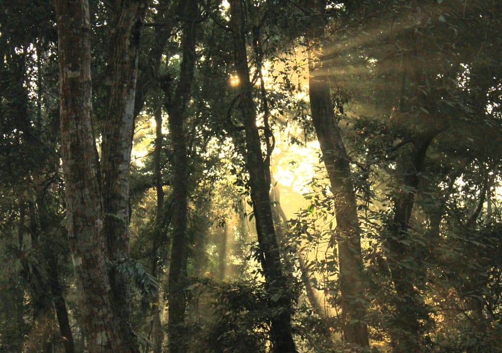Shafts of sunlight breaking through the dense canopy of a sal forest