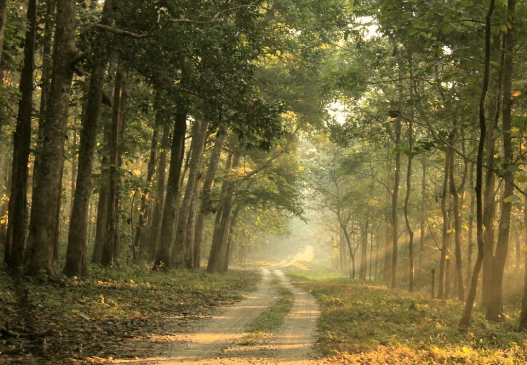 A dirt forest road running between tall sal trees, low morning light breaking through the canopy