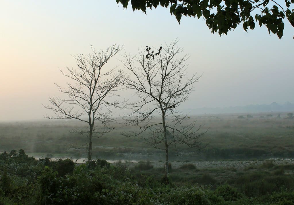 Two bare trees standing above misty grassland and a wide river bed at dawn