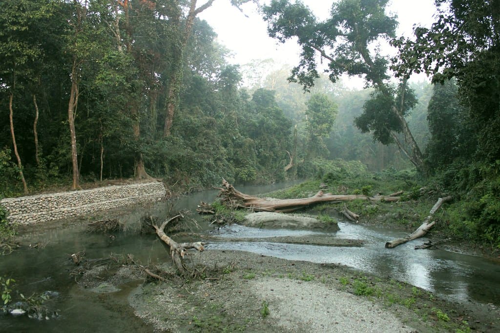 A shallow forest stream with fallen trunks lying across it, dense jungle behind